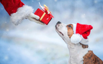 Come trascorrere al meglio le vacanze natalizie insieme al proprio cane